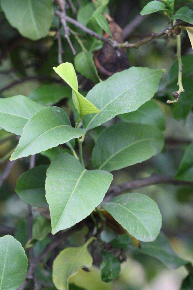            Sun leaves (Cascade, Riverside, CA)   